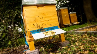 Illegal aufgestellte Bienenstöcke im Landkreis Bad Dürkheim