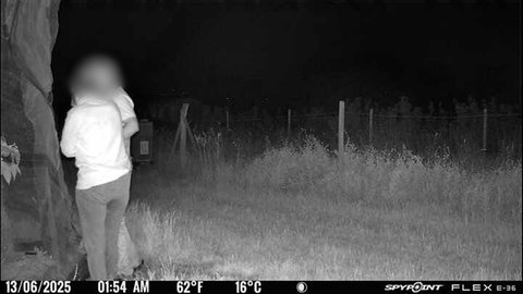 Kamera fängt mutmaßliche Diebe ein. Immer wieder werden einem Südpfälzer Obstbauern kiloweise Früchte geklaut. Das gefährdet seine Existenz. Nun hat er Kameras aufgestellt.