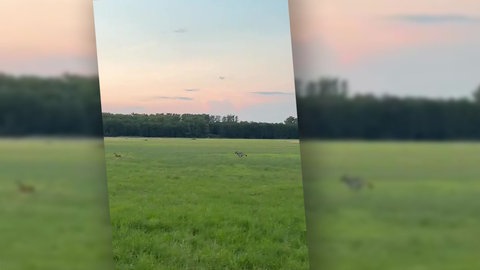 Wolf in Offenbach in der Südpfalz gesichtet
