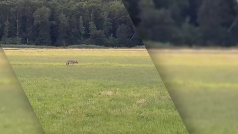 Wolf in Offenbach in der Südpfalz gesichtet