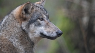 In der Südpfalz wurde vor Kurzem ein Wolf gesichtet (Symbolbild)