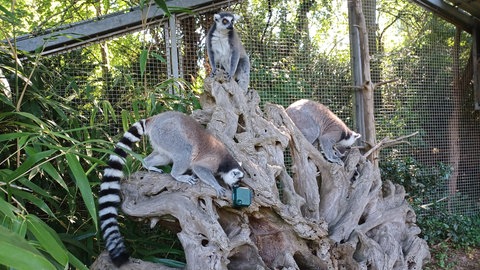 KI belauscht Lemuren in Landau