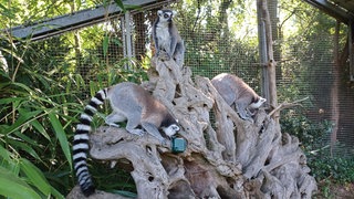 KI belauscht Lemuren in Landau