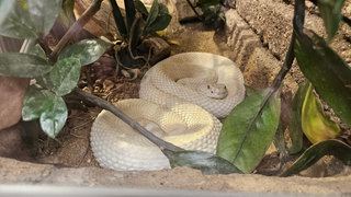 Dieses Bild zeigt eine weiße Texas-Klapperschlange