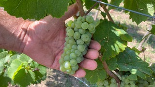 Pfalz-Wein: Super Weinjahrgang reift heran