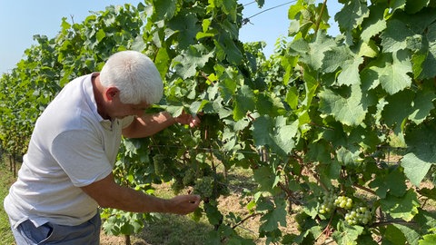 Pfalz-Wein: Super Weinjahrgang reift heran