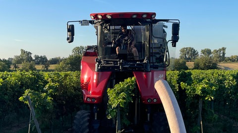 Vollernter bei der Ernte für den Federweißen