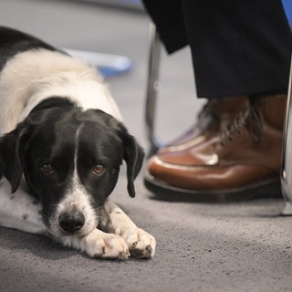 Symbolbild: Ein Hund am Arbeitsplatz in der Stadtverwaltung in Frankenthal