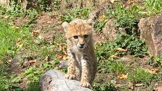 Das Gepardenbaby Assama erkundet sein neues Zuhause im Zoo Landau