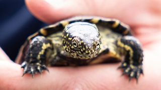 Sumpfschildkröte auf Hand 