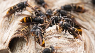 Asiatische Hornissen. Sie haben mehrere Wanderer in Annweiler attackiert
