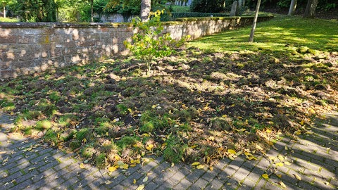 Wildschweine haben einen Friedhof in Bad Dürkheim verwüstet