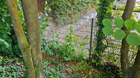 Wildschweine haben einen Friedhof in Bad Dürkheim verwüstet