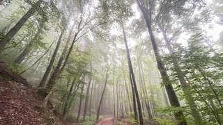 Blick von unten in Baumkronen im Pfälzerwald
