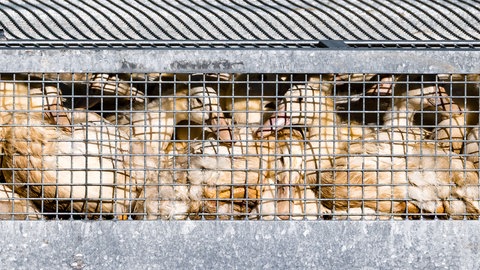 Auch in der Pfalz soll es nun Fälle der Vogelgrippe geben. Ein Mann in Freimersheim musste seine Gänse und Hühner töten. 