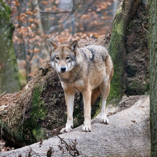 Ein Wolf im Wald (Symbolbild). In der Südpfalz ist mehrfach ein Wolf gesichtet worden.