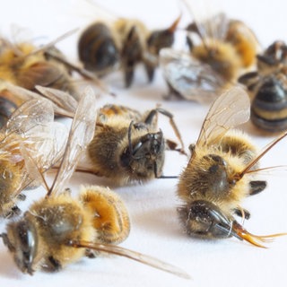 tote Bienen - Symbolbild für Bußgeld für Imker im Kreis Bad Dürkheim wegen seiner infizierten Bienen