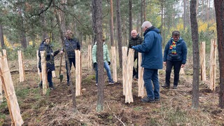 Die Pfanzaktion gegen den Klimawandel im Wald in Haßloch. Diese Setzlinge sind Teil des Projekts Zukunftswäldchen
