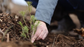 Symbolbild: Ein Setzling eines Baumes wird gepflanzt. 