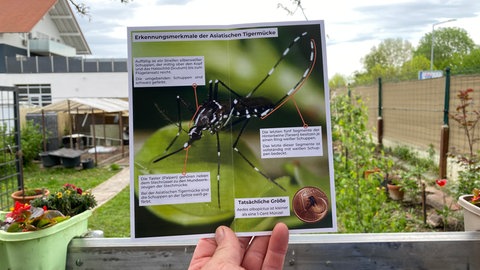 Ein Flyer mit Informationen dazu, wie man die Asiatische Tigermücke erkennen kann.