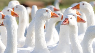 Schneeweiße Gänse stehen dicht nebeneinander. In einem Geflgelbetrieb in der Vorderpfalz ist die Vogelgrippe ausgebrochen. 