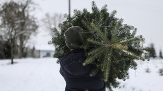 Ein Mann schultert auf dem Weihnachtsbaum-Bauernhof eine Tanne (Symbolbild). In der Pfalz kann man im Advent bei mehreren Forstämtern ganz frische Weihnachtsbäume bekommen - entweder direkt kaufen oder selbst aussuchen und schlagen.