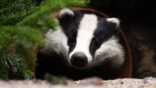 Ein Dachs (Symbolbild)