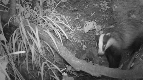 Dieser von einer Wildtierkamera fotografierte Dachs musste sich einen neuen Wohnort suchen.