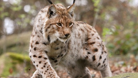 Ein Luchs in einem Waldgehege (Symbolbild). Die Wiederansiedlung der Luchse im Pfälzerwald war erfolgreich.