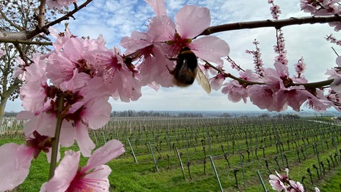 Hummel auf Mandelblüte