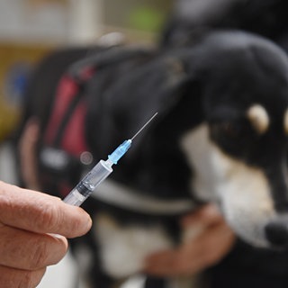 Ein Tierarzt hält vor einer Hündin eine Spritze mit einer Impfung gegen Tollwut in den Händen. 