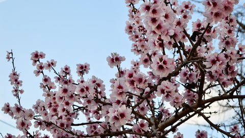 In wenigen Wochen könnte die Mandelblüte an der Deutschen Weinstraße in Rosatönen erblühen. 