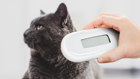 Weil Kater Eddie gechippt und registriert ist, konnte in Ludwigshafen festgestellt werden, dass das Tier in Hamburg vermisst wird. (Symbolbild)