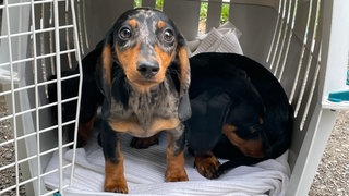 Das Bild zeigt zwei Dackelwelpen in einer Transportbox. Die Tiere sind illegal nach Deutschland gekommen und wurden hier zum Verkauf angeboten. SWR Aktuell führte ein Interview mit dem Kommissar Kipping zu illegalem Welpenhandel.