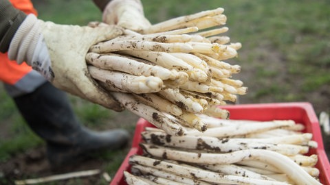 Je nach Sorte und Qualität liegt der Preis für Spargel in der Pfalz zwischen unter zehn und 20 Euro pro Kilo.