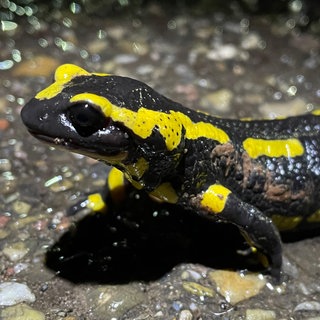 Ein Feuersalamander auf der Kreisstraße bei Wachenheim.