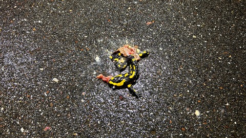 Dieses trächtige Feuersalamanderweibchen hat sein Ziel, den Bach auf der anderen Seite der Straße, nicht erreicht. Es wurde überfahren.