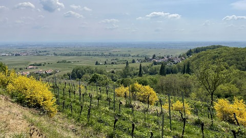Blühende Südpfalz