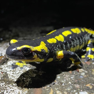 Ein Feuersalamander bei der Amphibienzählung in Wachenheim. Hunderte der Tiere wurden von Autofahrern totgefahren.
