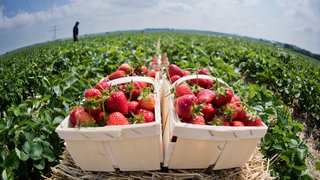 Zwei Körbe voller Erbeeren auf einem Erdbeerfeld (Symbolbild): Erdbeeren könnten in der Pfalz bald teurer werden.