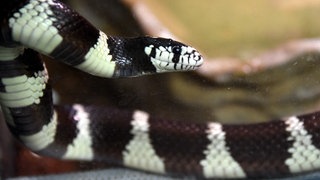 So sieht sie aus: Eine kalifornische Kettennatter (Archivbild)