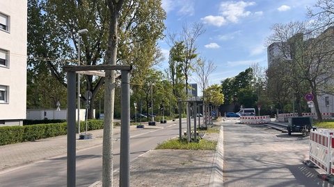 Frisch gepflanzte Bäume in Ludwigshafen - die Stadt nimmt an einem Forschungsprojekt teil