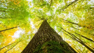 Baumkrone in einem Buchenwald