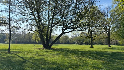 Alwin-Mittasch-Park Ludwigshafen 