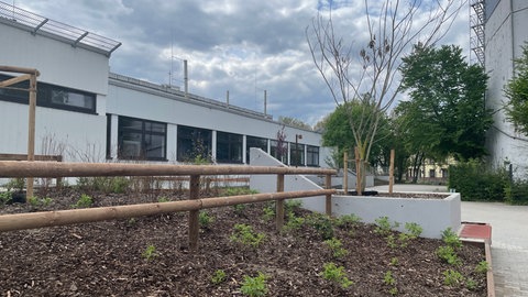 Im Schulzentum Mundenheim wurde der Schulhof entsiegelt und es wurden neue Pflanzflächen mit klimaresistenten Pflanzen angelegt.