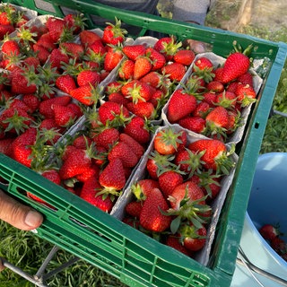 Erdbeerernte in Herxheim