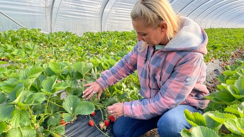 Erdbeerernte in Herxheim