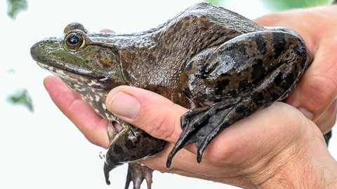 Der Nordamerikanische Ochsenfrosch wird bis zu 20 Zentimeter groß. Im Kreis Germersheim lebt er in drei Ortsgemeinden.