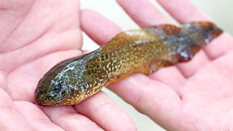 Solche Qualkappen schwimmen im Kreis Germersheim durch die Gewässer. Der Nordamerikanische Ochsenfrosch gilt als Gefahr für die Artenvielfalt.
