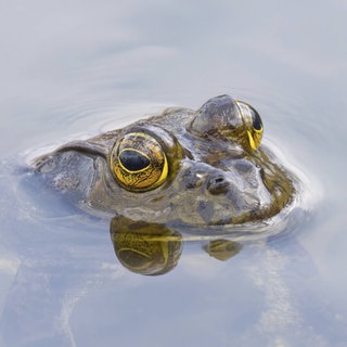 Der Nordamerikanische Ochsenfrosch ist eine Gefahr für die Artenvielfalt. Im Kreis Germersheim wird er deshalb bekämpft.